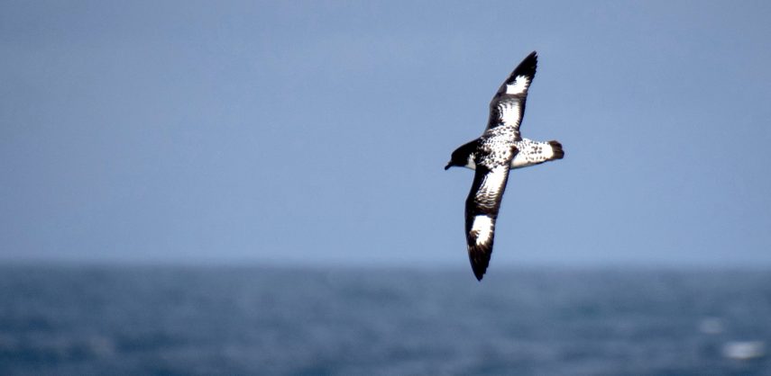 A cape petrel flying on the Drake Passage