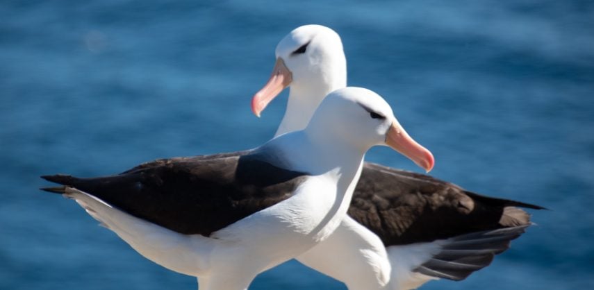Pair of black-browed albatross