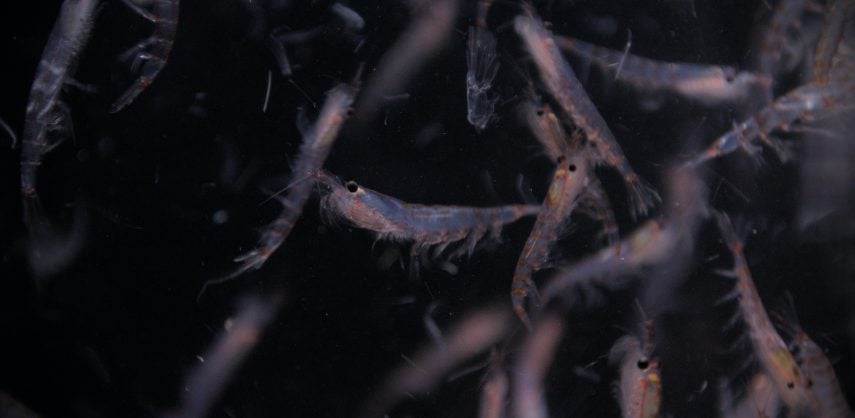 Swarm of Antarctic krill
