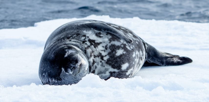 Weddell seal