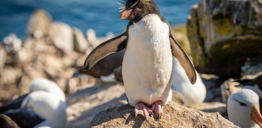 Discover more about Falkland Islands cruises