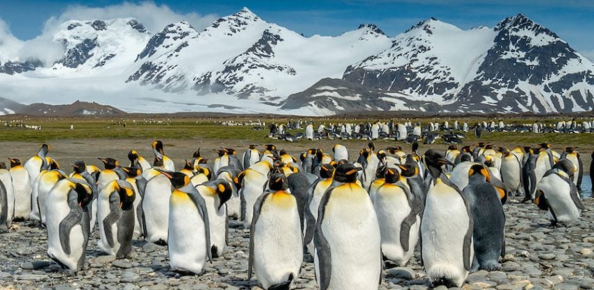Discover more about South Georgia cruises