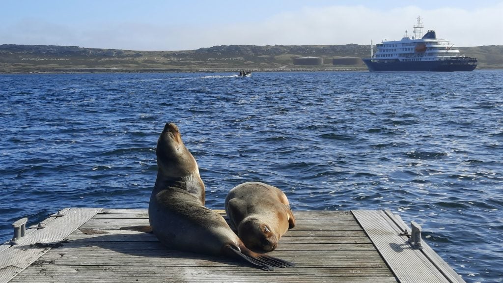Sea lions in Stanley in the Falkland Islands