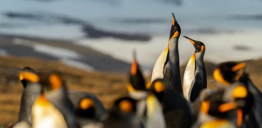 Discover more about South Georgia