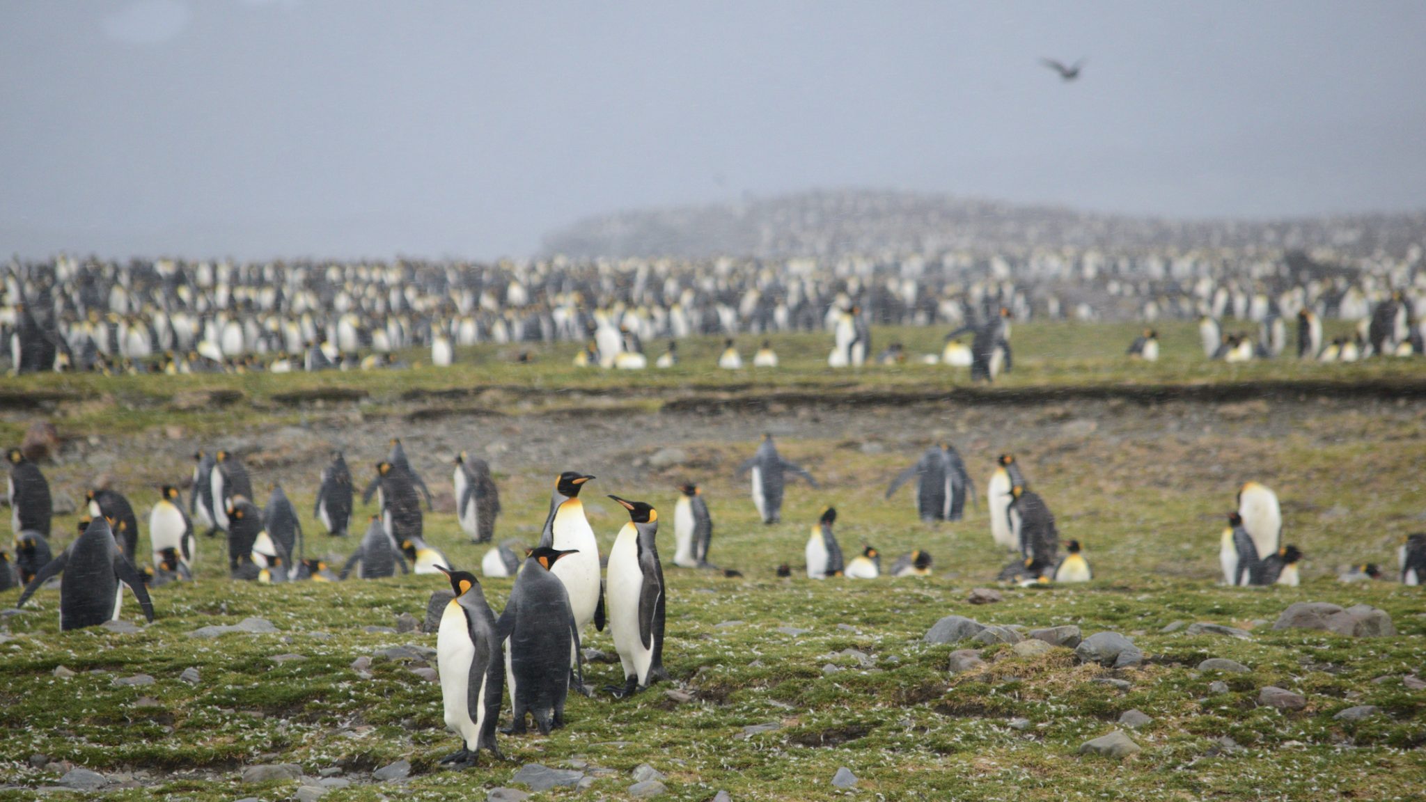 The 10 Best Places to Visit in South Georgia - Swoop Antarctica Blog