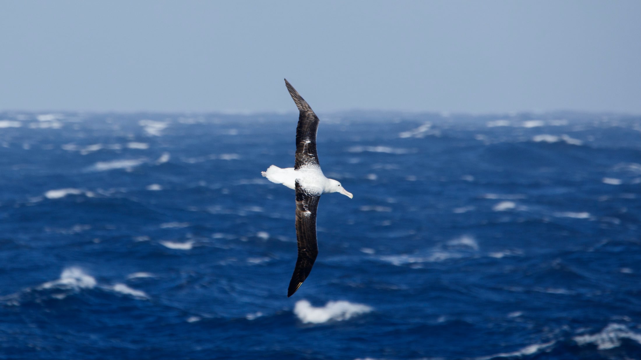Natural remedies for motion sickness in Antarctica - Swoop Antarctica Blog