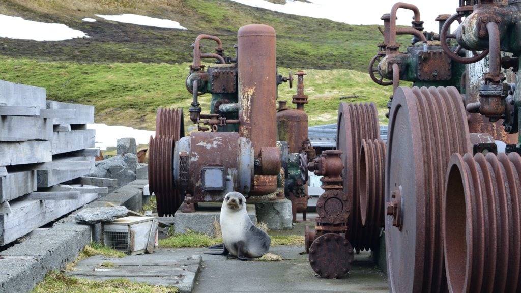 Fur seal pup among the rusting machinery of the whaling station at Grytviken in South Georgia