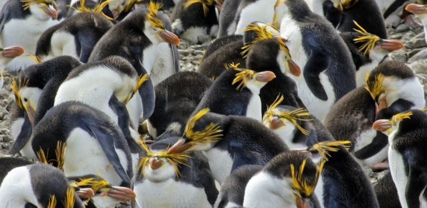 Discover more about Subantarctic Islands cruises