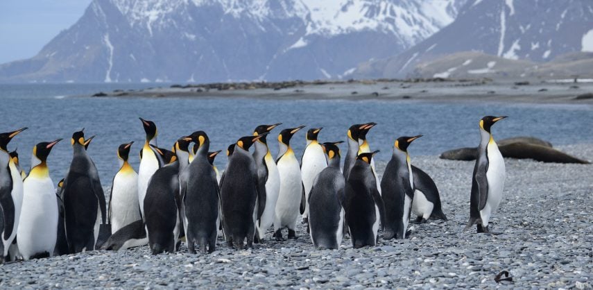 King penguins on the beach at South Georgia island