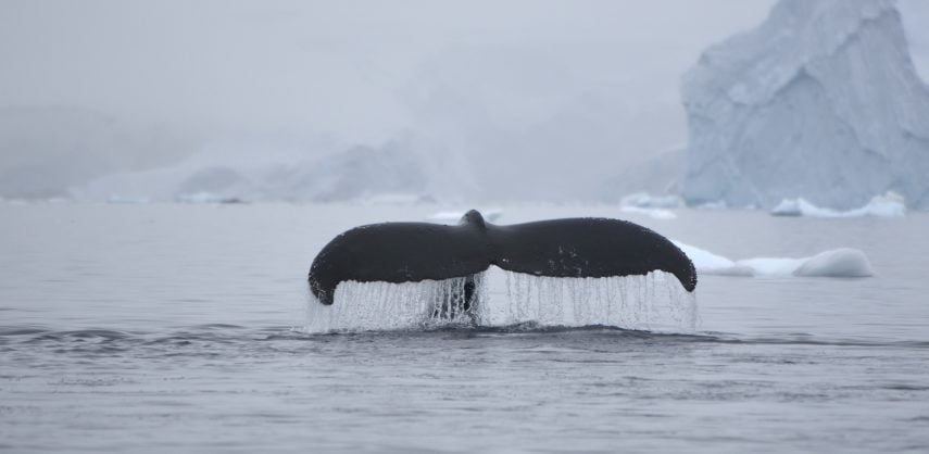 Humpback whale tail in Antarctica