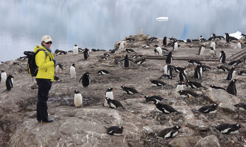 Dr Heather Lynch with nesting gentoo penguins (Image: Casey Youngflesh)