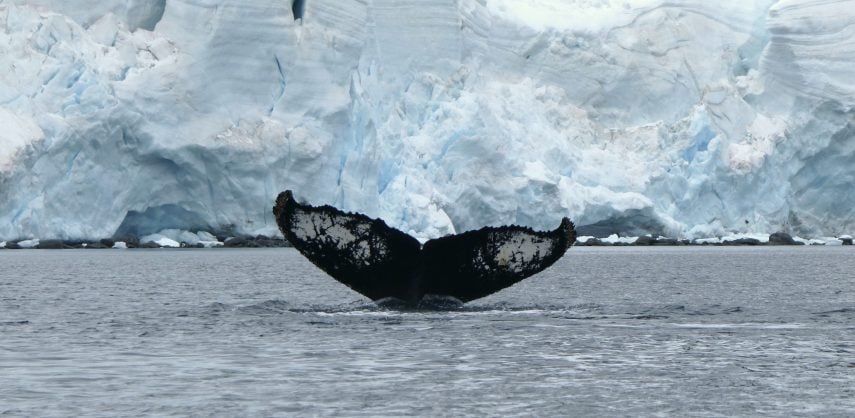 Humpback whale fluke in Antarctica