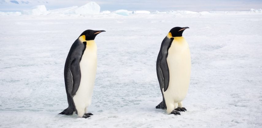 Discover more about trips to the Antarctic interior