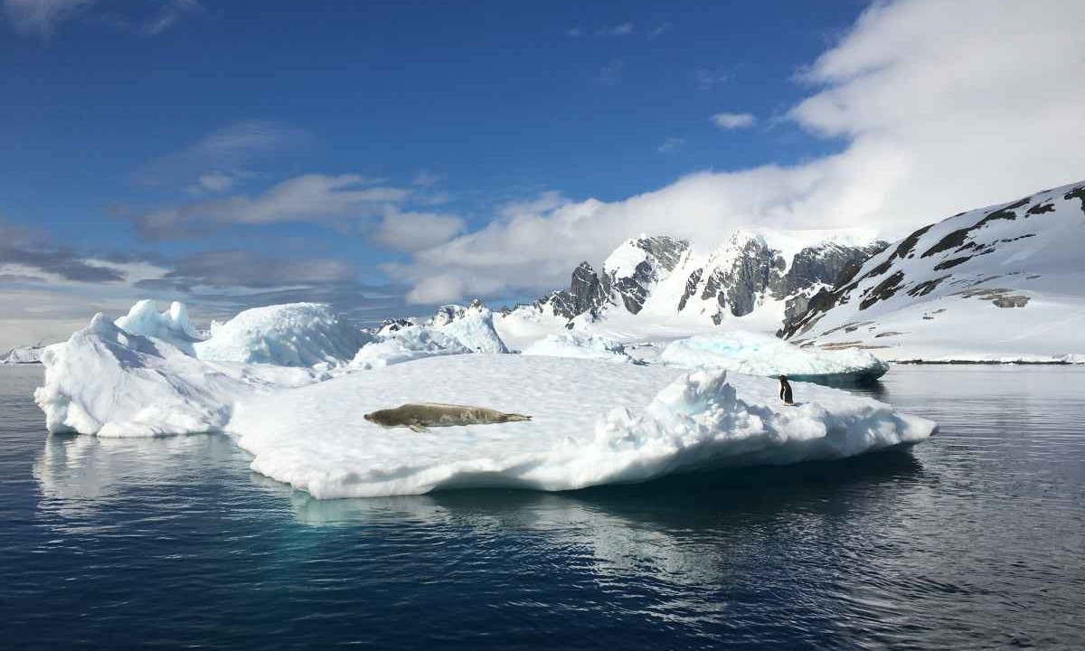 Cuverville Island | Landmark Information | Swoop Antarctica
