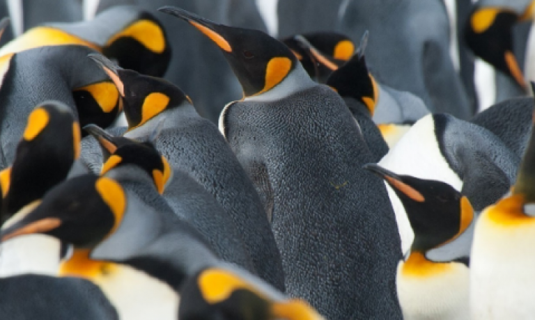 Antarctica Cruises 2019